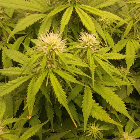 Northern Lights x1 growlog timeline photo