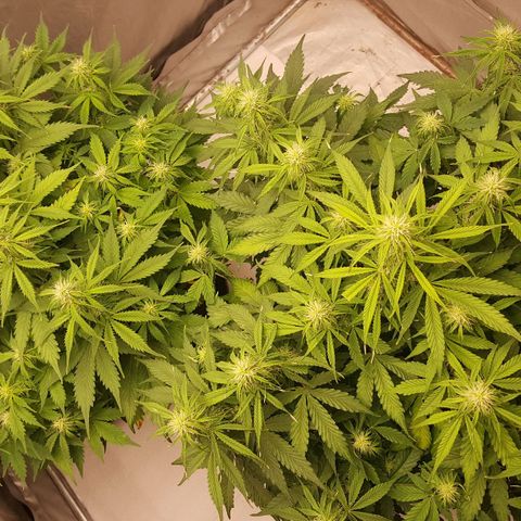 Northern Lights x1 growlog timeline photo