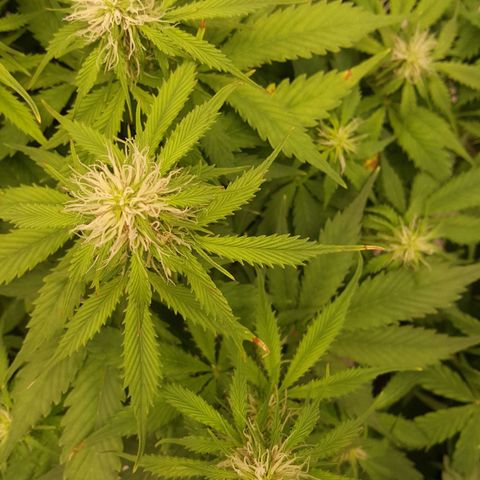 Northern Lights x1 growlog timeline photo