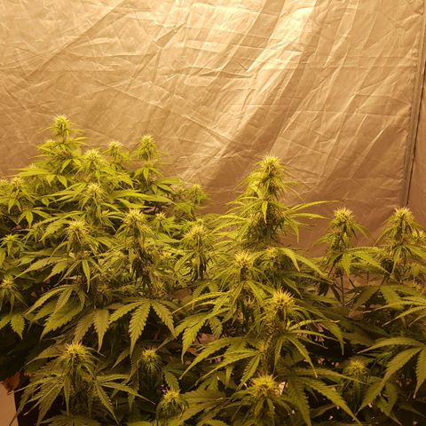 Northern Lights x1 growlog timeline photo