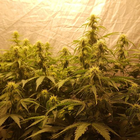 Northern Lights x1 growlog timeline photo