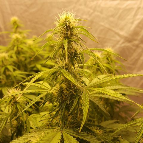 Northern Lights x1 growlog timeline photo