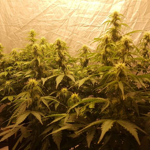 Northern Lights x1 growlog timeline photo