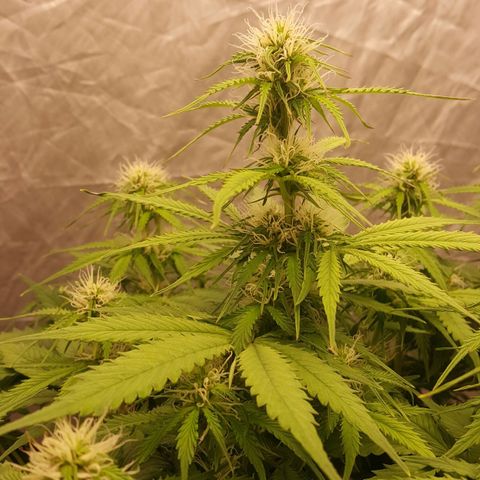 Northern Lights x1 growlog timeline photo