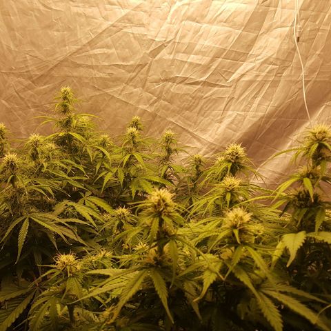 Northern Lights x1 growlog timeline photo