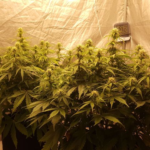 Northern Lights x1 growlog timeline photo