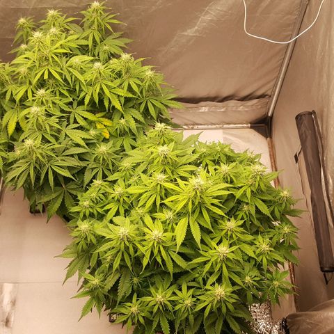 Northern Lights x1 growlog timeline photo