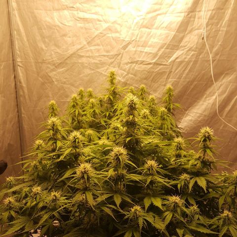 Northern Lights x1 growlog timeline photo