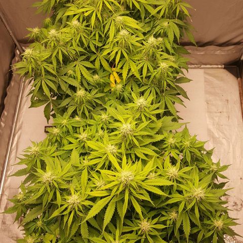 Northern Lights x1 growlog timeline photo
