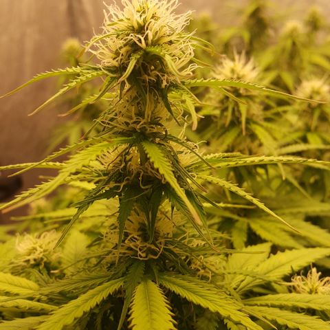 Northern Lights x1 growlog timeline photo