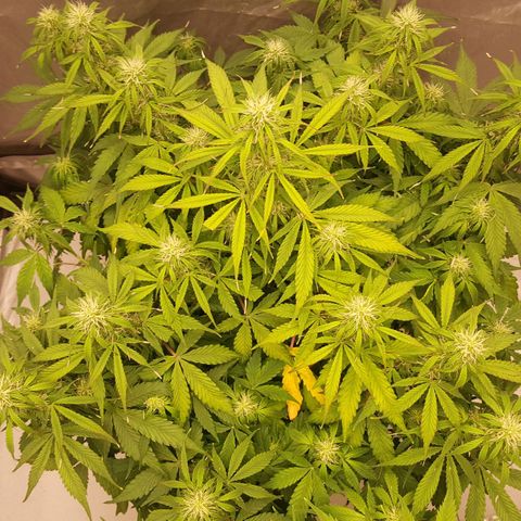 Northern Lights x1 growlog timeline photo
