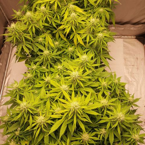 Northern Lights x1 growlog timeline photo