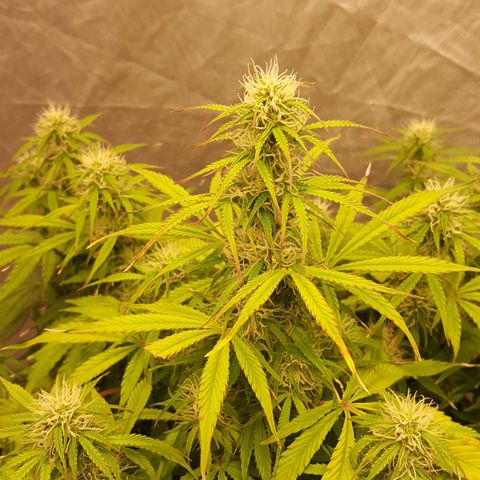 Northern Lights x1 growlog timeline photo