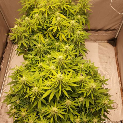 Northern Lights x1 growlog timeline photo