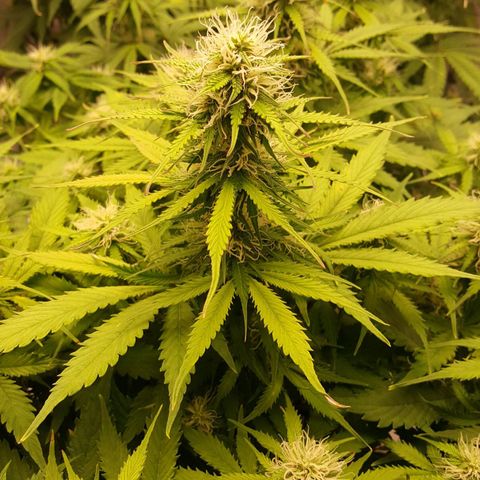 Northern Lights x1 growlog timeline photo