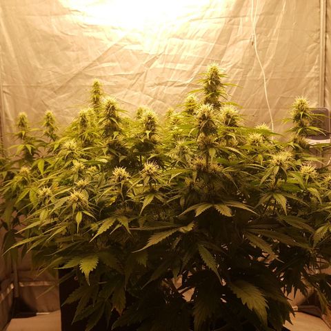 Northern Lights x1 growlog timeline photo