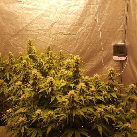 Northern Lights x1 growlog timeline photo