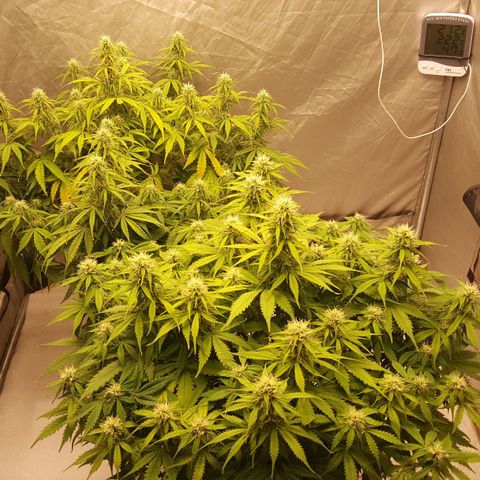 Northern Lights x1 growlog timeline photo