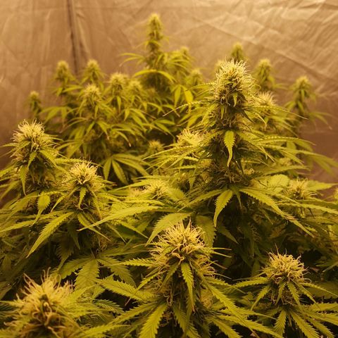 Northern Lights x1 growlog timeline photo