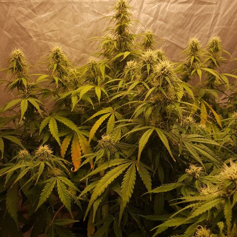 Northern Lights x1 growlog timeline photo
