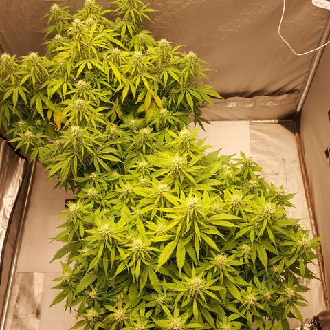 Northern Lights x1 growlog timeline photo