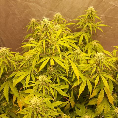 Northern Lights x1 growlog timeline photo