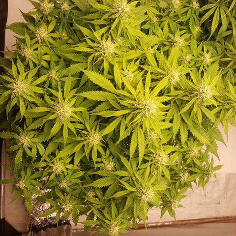 Northern Lights x1 growlog timeline photo