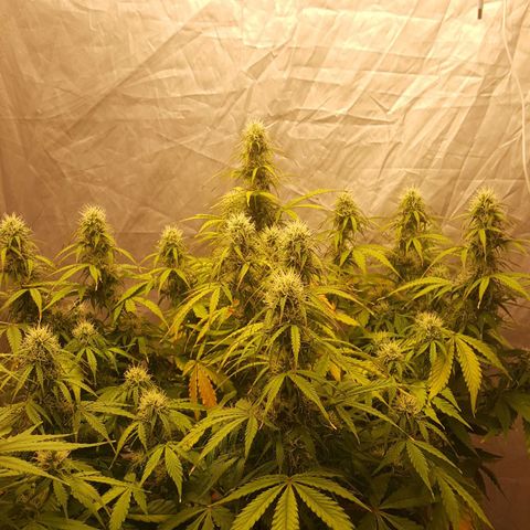 Northern Lights x1 growlog timeline photo