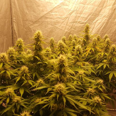 Northern Lights x1 growlog timeline photo
