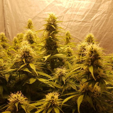 Northern Lights x1 growlog timeline photo