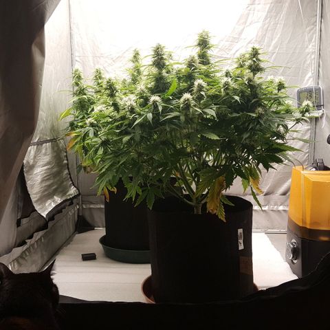 Northern Lights x1 growlog timeline photo