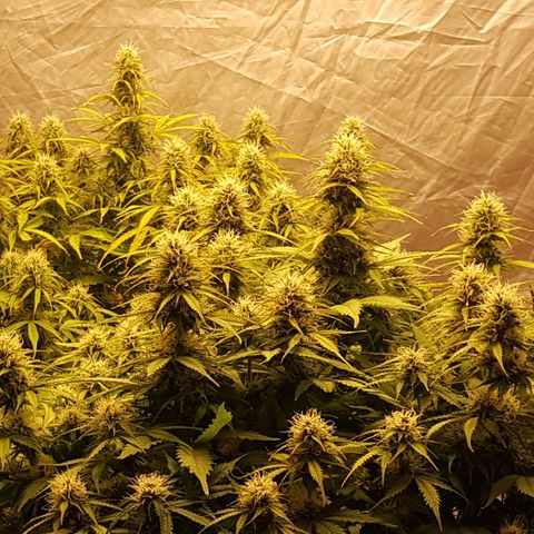 Northern Lights x1 growlog timeline photo