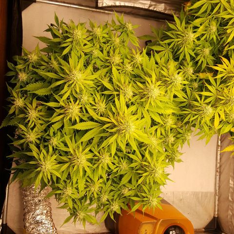 Northern Lights x1 growlog timeline photo