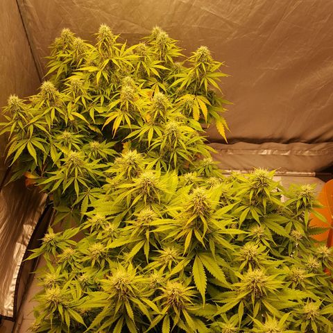 Northern Lights x1 growlog timeline photo