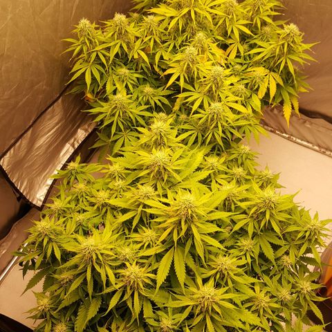 Northern Lights x1 growlog timeline photo