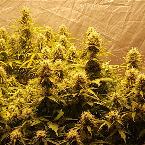 Northern Lights x1 growlog timeline photo