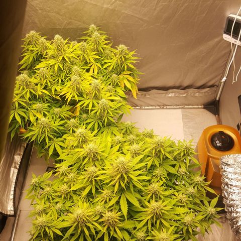 Northern Lights x1 growlog timeline photo