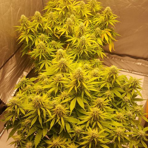 Northern Lights x1 growlog timeline photo