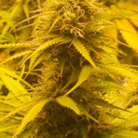 Northern Lights x1 growlog timeline photo