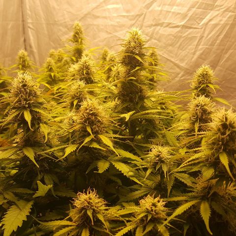 Northern Lights x1 growlog timeline photo