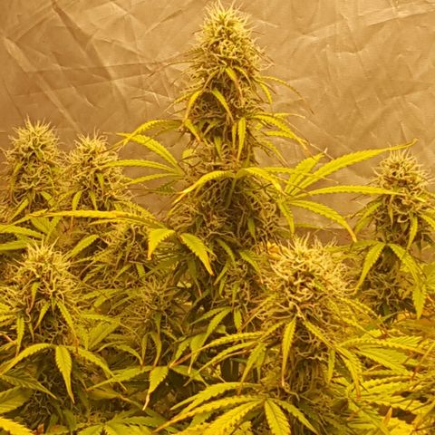 Northern Lights x1 growlog timeline photo