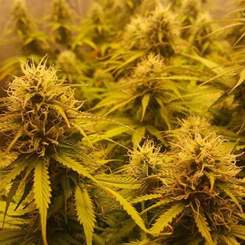Northern Lights x1 growlog timeline photo
