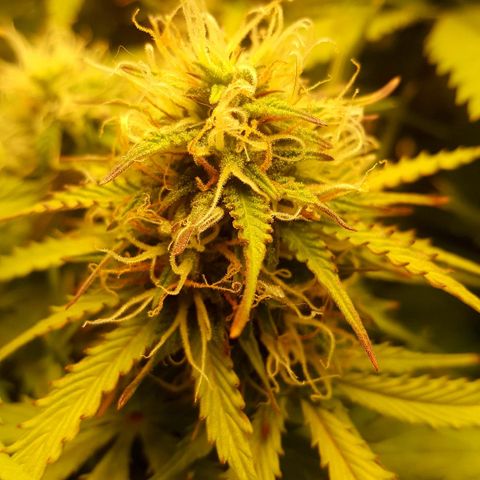 Northern Lights x1 growlog timeline photo