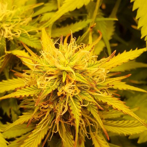 Northern Lights x1 growlog timeline photo