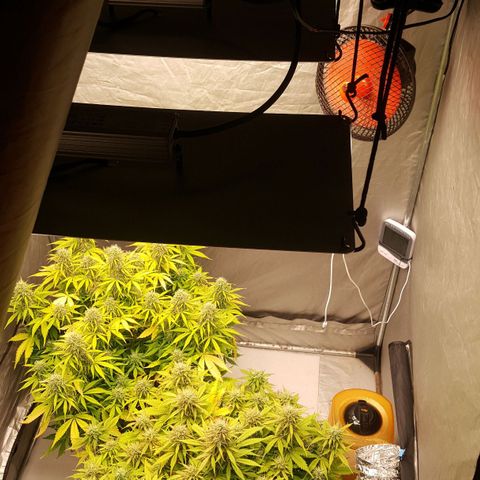 Northern Lights x1 growlog timeline photo