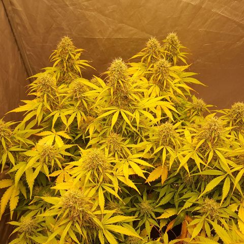 Northern Lights x1 growlog timeline photo