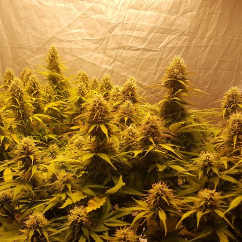 Northern Lights x1 growlog timeline photo