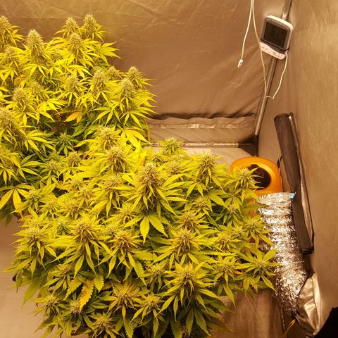 Northern Lights x1 growlog timeline photo