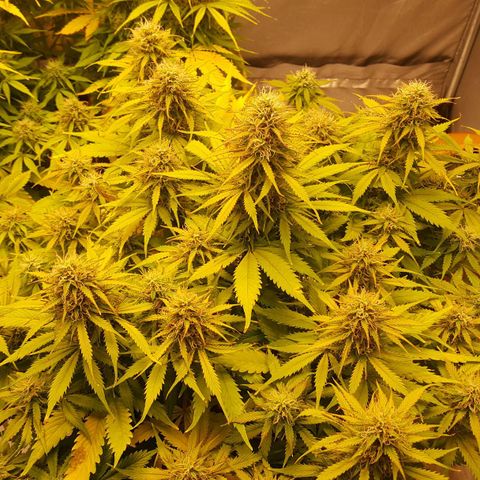Northern Lights x1 growlog timeline photo