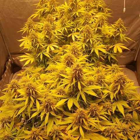 Northern Lights x1 growlog timeline photo
